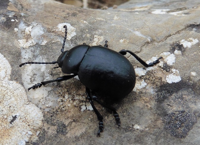 Timarcha nicaeensis, Chrysomelidae, femmina